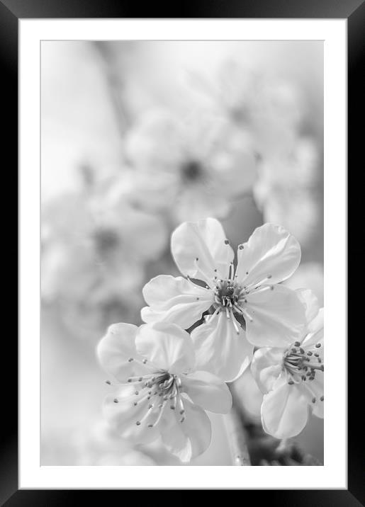  Cherry spring blossom Framed Mounted Print by Gary Schulze