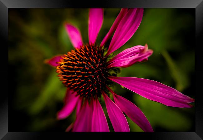  Echinacea flower Framed Print by Gary Schulze