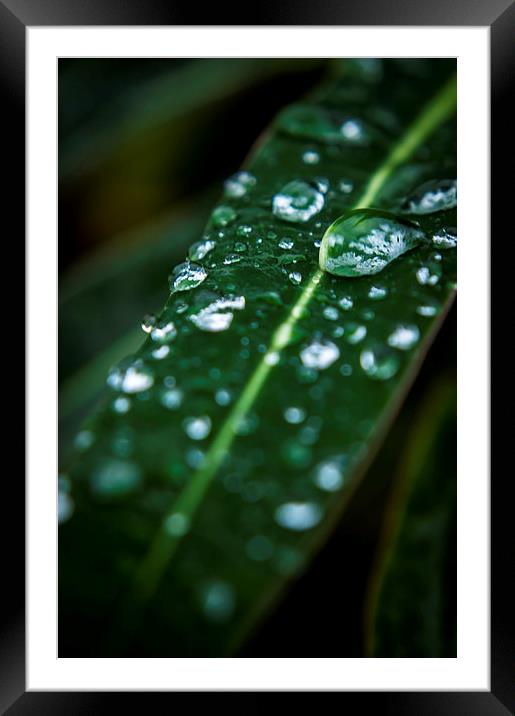Water droplets Framed Mounted Print by Gary Schulze