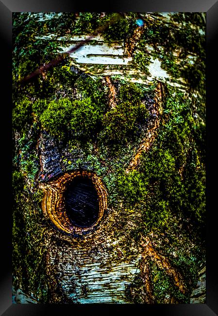 Tree eye Framed Print by Gary Schulze