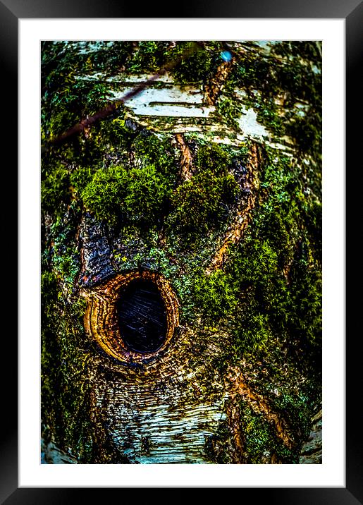 Tree eye Framed Mounted Print by Gary Schulze