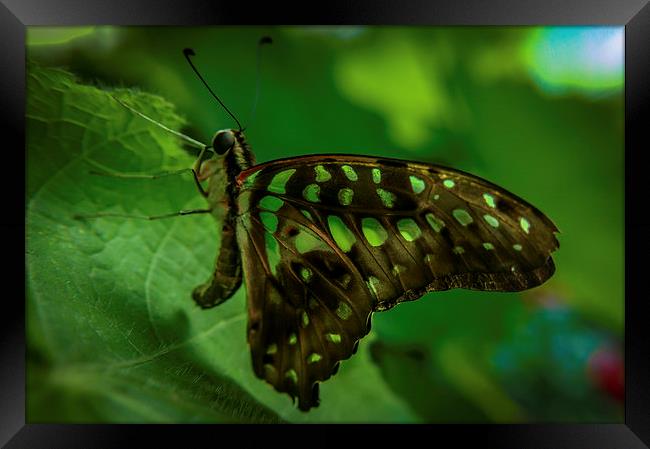  Butterfly Framed Print by Gary Schulze