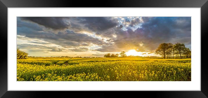 Yellow Framed Mounted Print by Gary Schulze