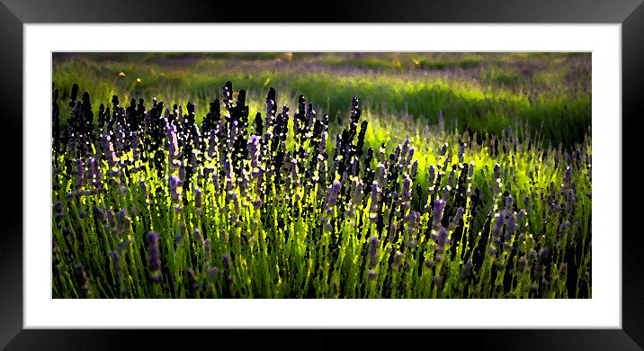 Lavender smudge Framed Mounted Print by Gary Schulze