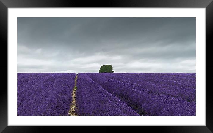 Lavender field  Framed Mounted Print by Gary Schulze
