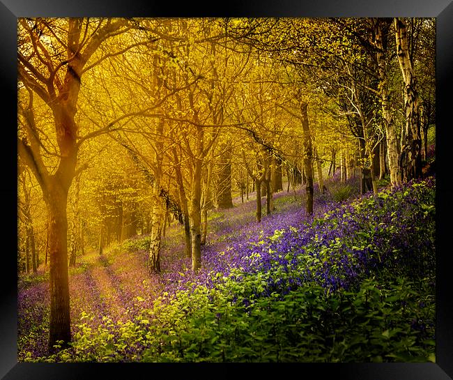  Sunrise bluebells Framed Print by Gary Schulze