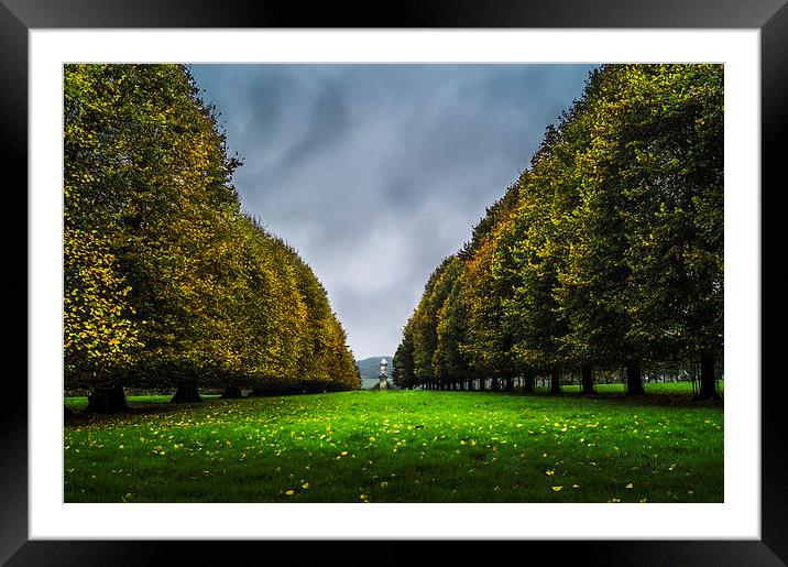  Tree line Framed Mounted Print by Gary Schulze