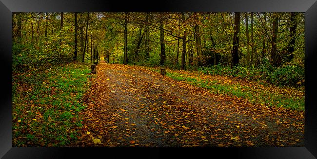  Autumn road Framed Print by Gary Schulze