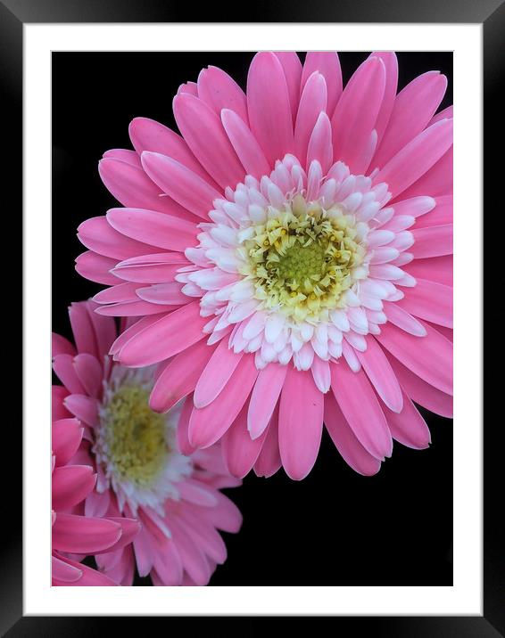 Pretty in pink Framed Mounted Print by Gary Schulze