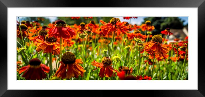 Blossoms Framed Mounted Print by Gary Schulze