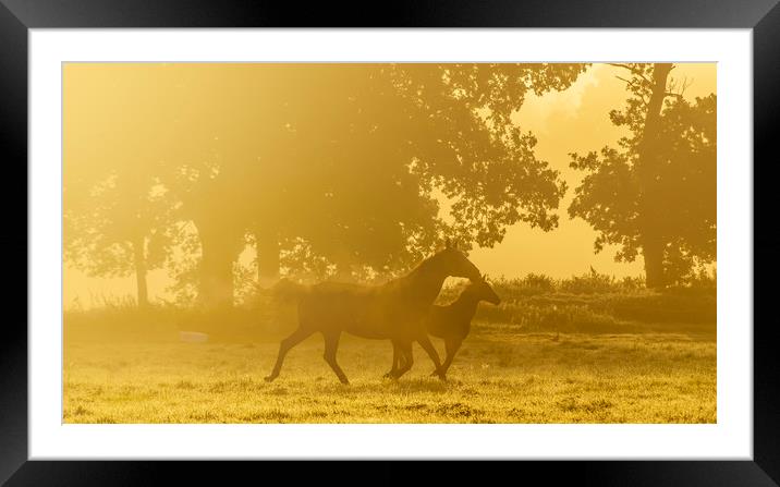 Morning trot Framed Mounted Print by Gary Schulze