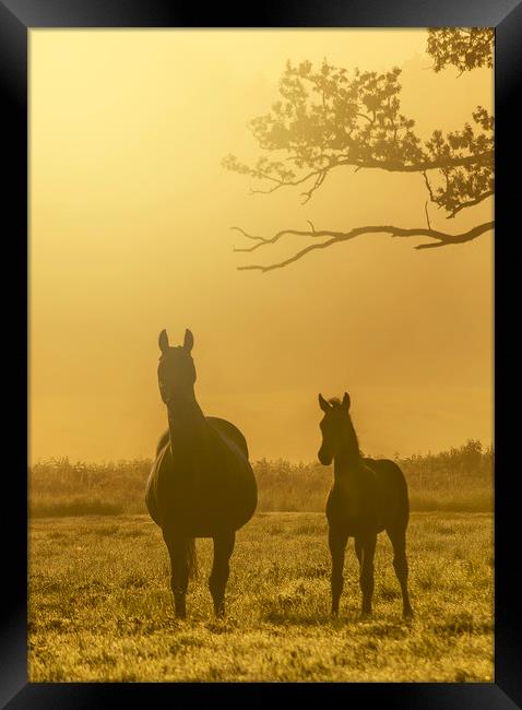 Standing tall Framed Print by Gary Schulze