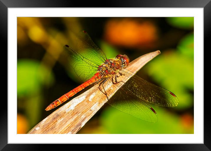 Dragon fly Framed Mounted Print by Gary Schulze