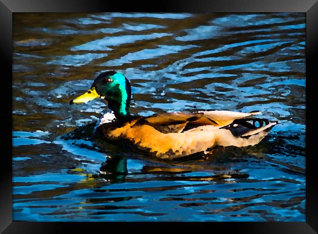 Duck Framed Print by Gary Schulze