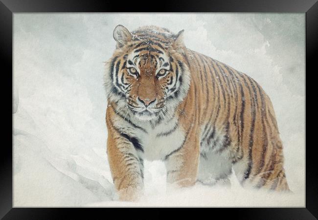 Tiger in the snow Framed Print by Gary Schulze