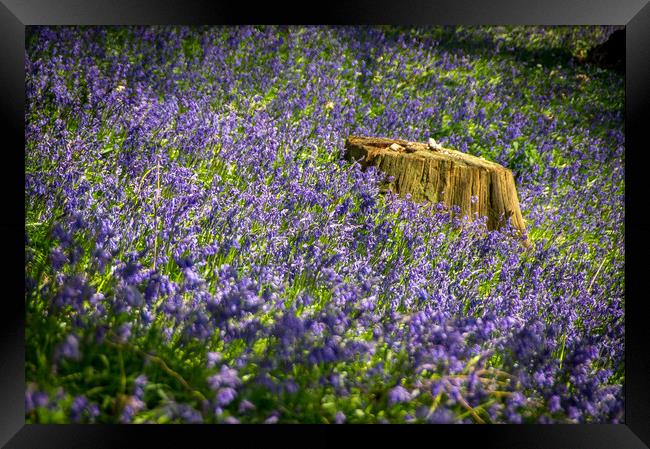 Bluebells Framed Print by Gary Schulze