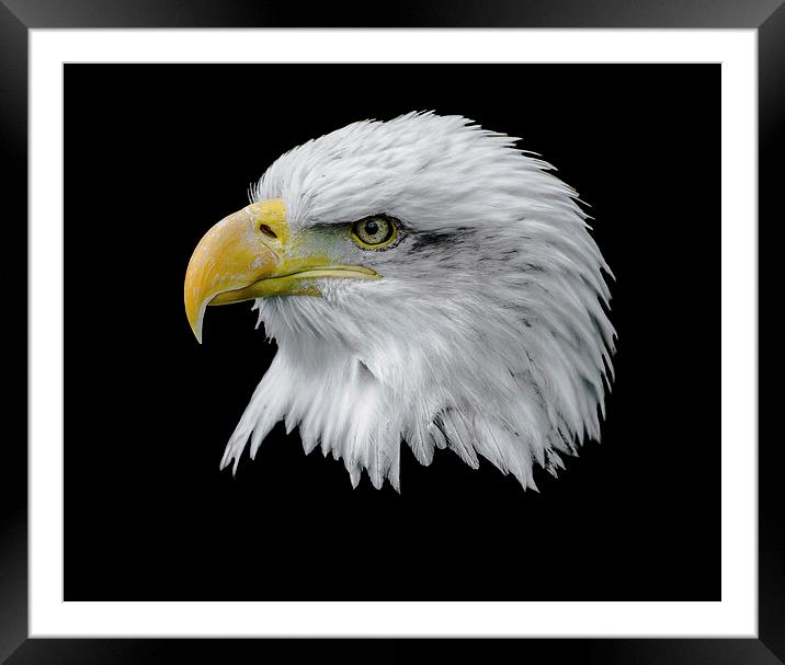  Bald Eagle Framed Mounted Print by Andy Smith