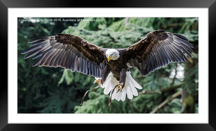Flight of The Bald Eagle Framed Mounted Print by Andy Smith