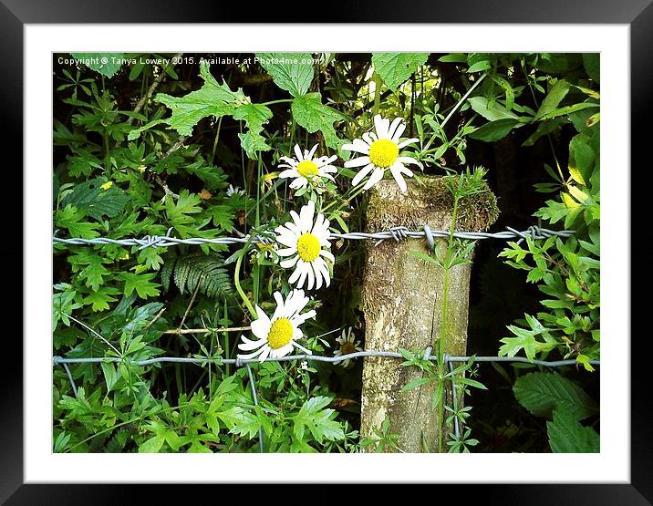  wild Aster Framed Mounted Print by Tanya Lowery