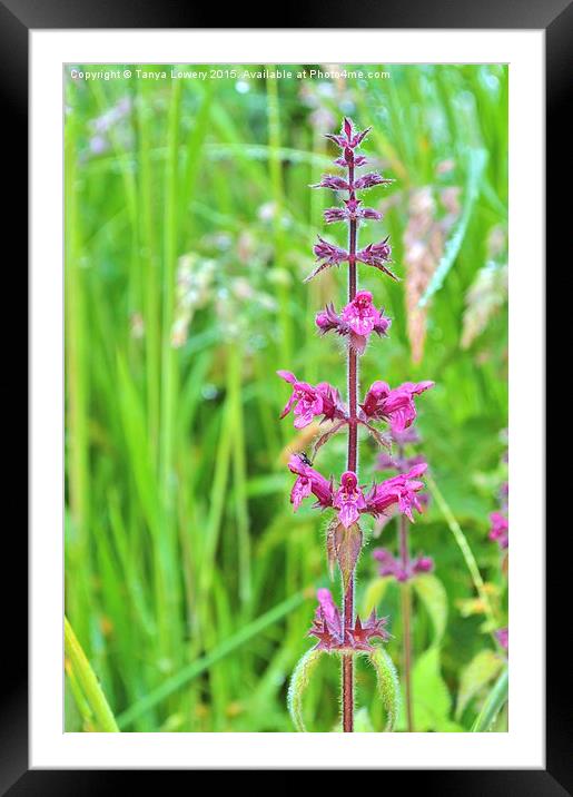  standing tall Framed Mounted Print by Tanya Lowery