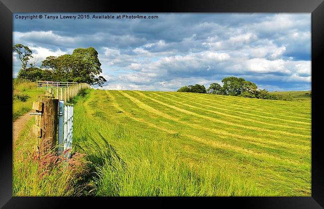 Summer field with cut grass Framed Print by Tanya Lowery