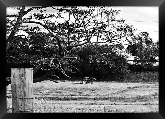 Tractor making hay Framed Print by Tanya Lowery