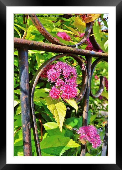 through the garden gate Framed Mounted Print by Tanya Lowery
