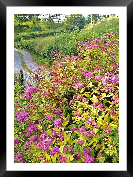  down the garden path Framed Mounted Print by Tanya Lowery