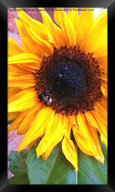  bumble bee on a sunflower Framed Print by Tanya Lowery