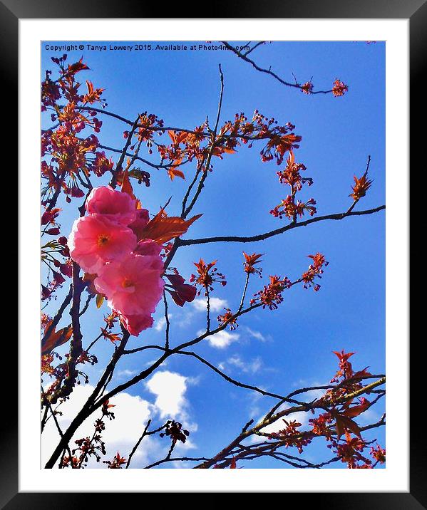  flowering cherry blossom Framed Mounted Print by Tanya Lowery