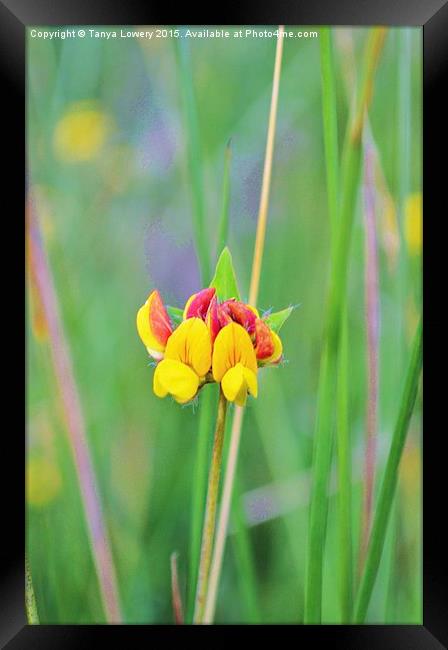 wild flower in the grass Framed Print by Tanya Lowery