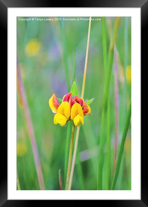 wild flower in the grass Framed Mounted Print by Tanya Lowery
