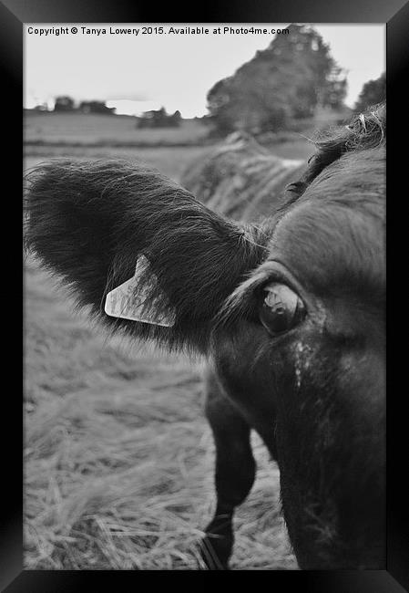 cows eye view Framed Print by Tanya Lowery