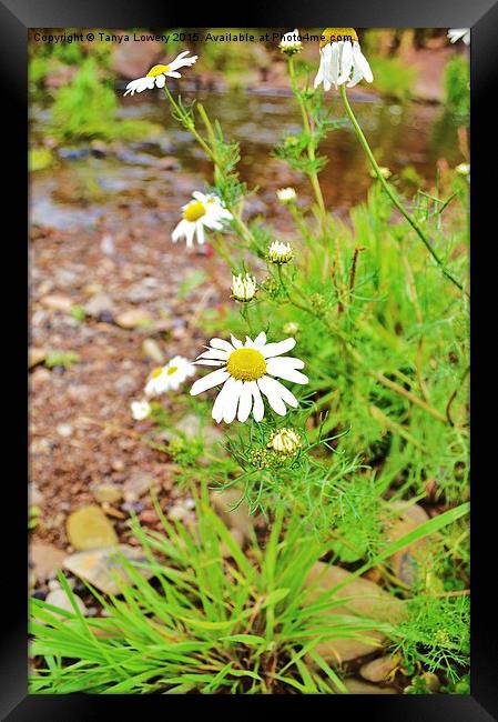  wild aster by the river Framed Print by Tanya Lowery