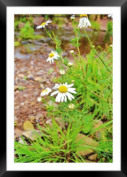  wild aster by the river Framed Mounted Print by Tanya Lowery