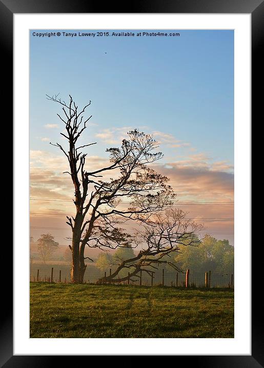  Tree on a misty morning Framed Mounted Print by Tanya Lowery