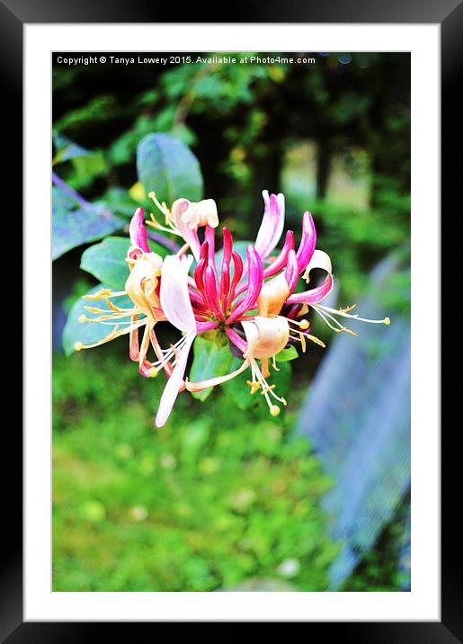  Honeysuckle in flower Framed Mounted Print by Tanya Lowery