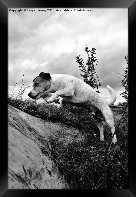  Jack Russell jumping Framed Print by Tanya Lowery
