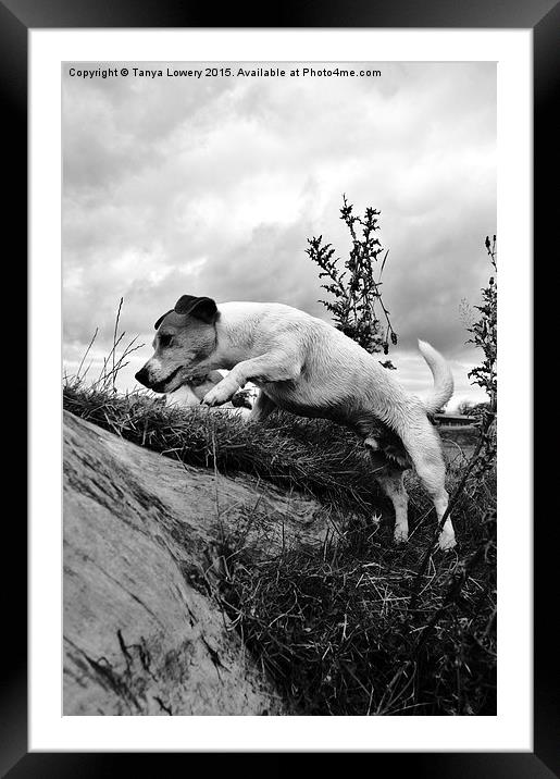  Jack Russell jumping Framed Mounted Print by Tanya Lowery