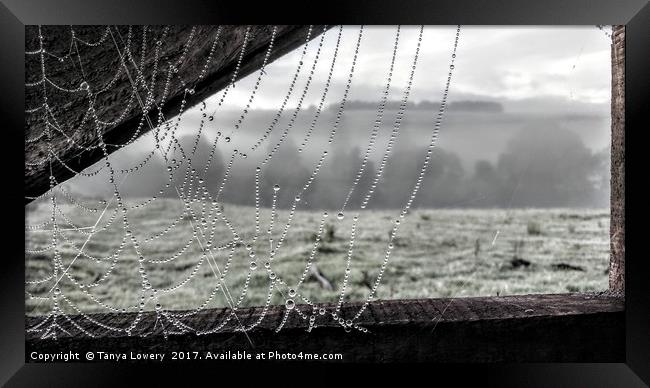 Dew on a cobweb Framed Print by Tanya Lowery