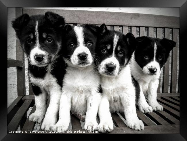 Puppy lineup!  Framed Print by Tanya Lowery