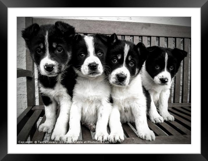 Puppy lineup!  Framed Mounted Print by Tanya Lowery