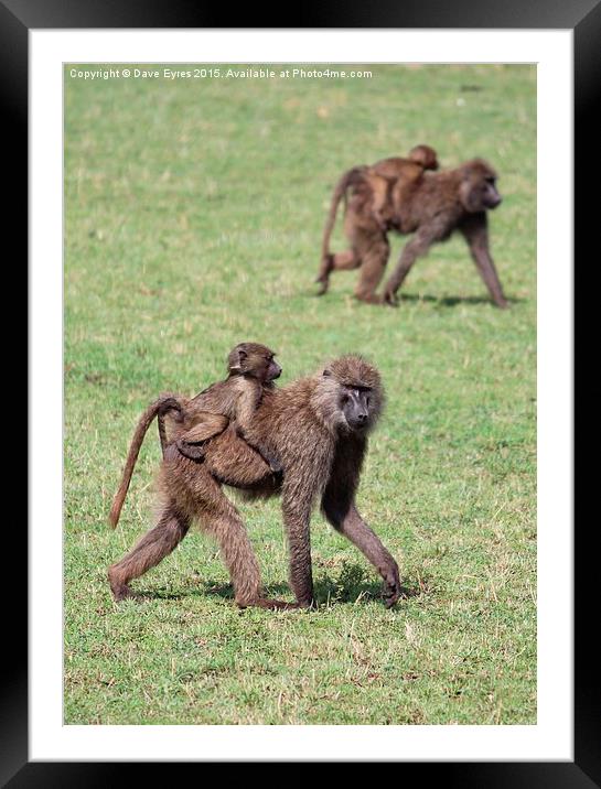 Monkey-Back Framed Mounted Print by Dave Eyres