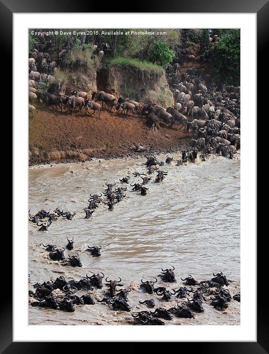 The Great Wildebeest Migration Framed Mounted Print by Dave Eyres