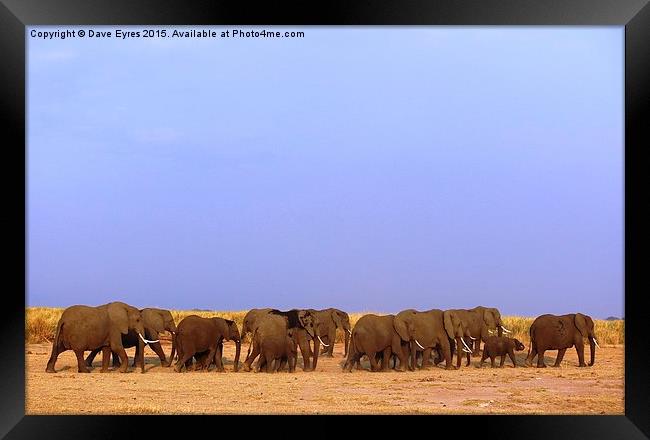 Elephant Family Framed Print by Dave Eyres