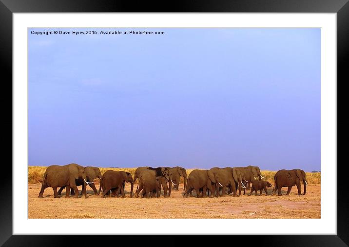 Elephant Family Framed Mounted Print by Dave Eyres