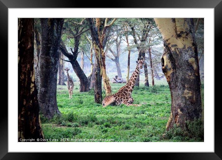 Sitting Giraffe Framed Mounted Print by Dave Eyres