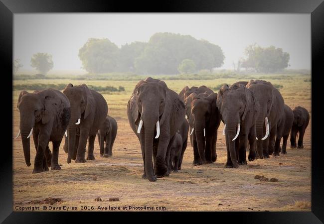 Elephant Herd Framed Print by Dave Eyres
