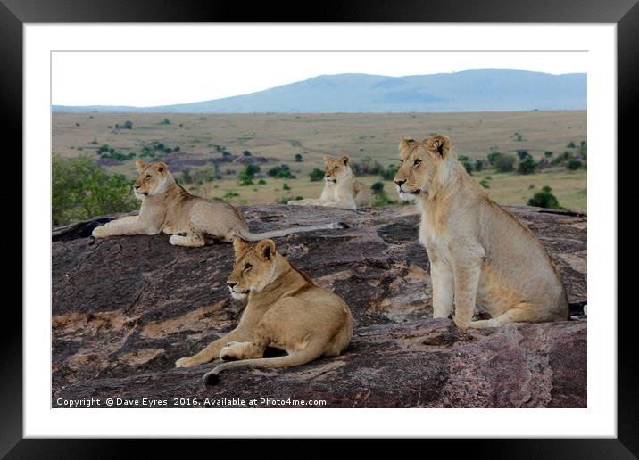 Lions Watching Framed Mounted Print by Dave Eyres