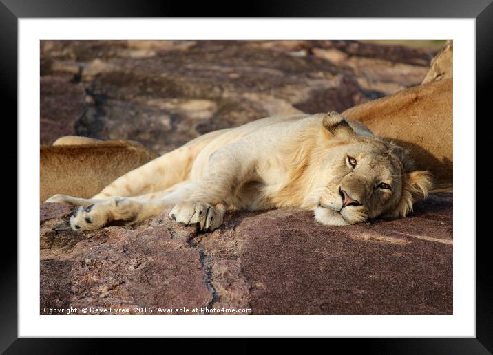 Resting Lion Framed Mounted Print by Dave Eyres